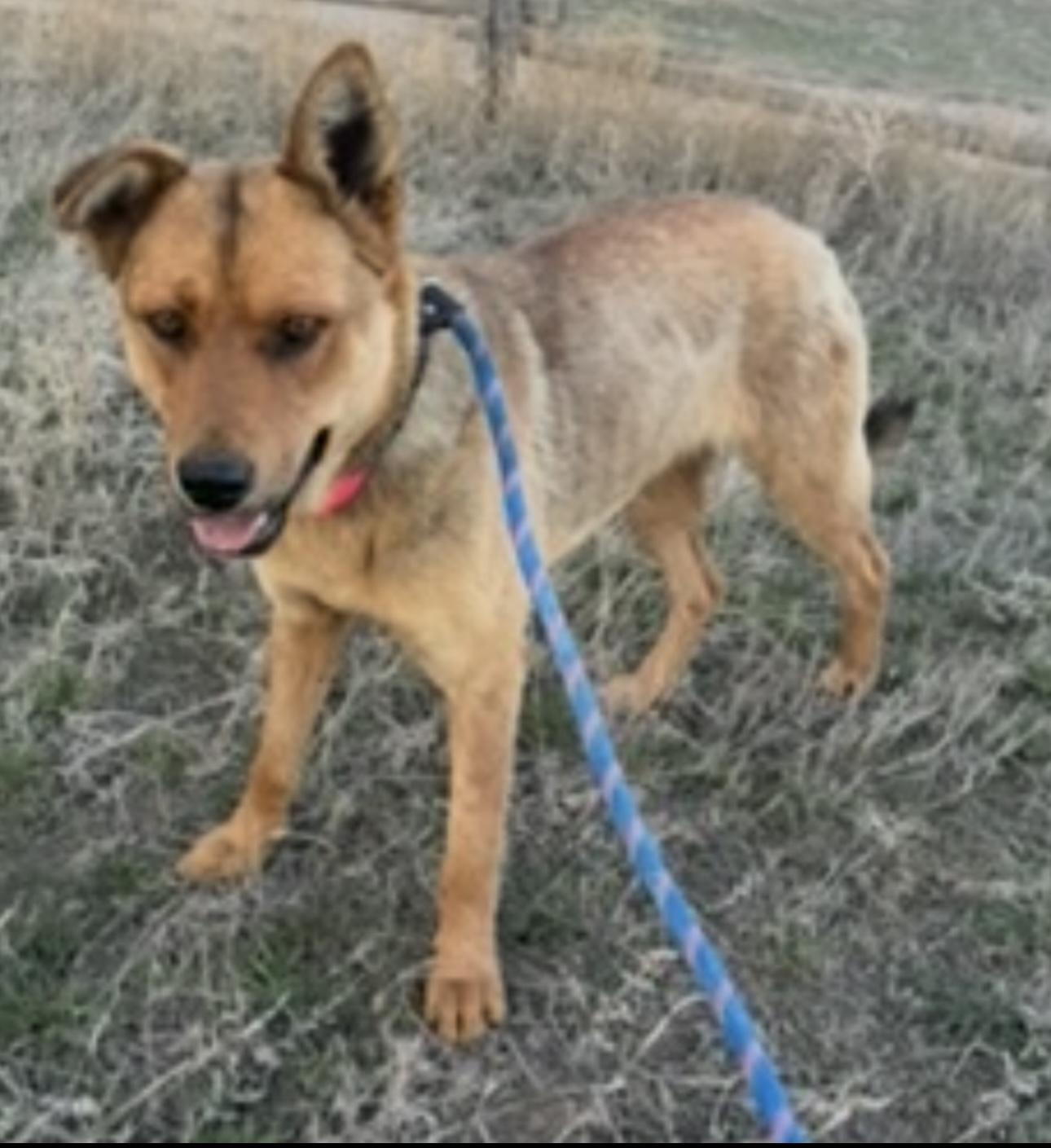 Enlarge OD, a Adoptable mixed breed in Havre, MT image 2/3