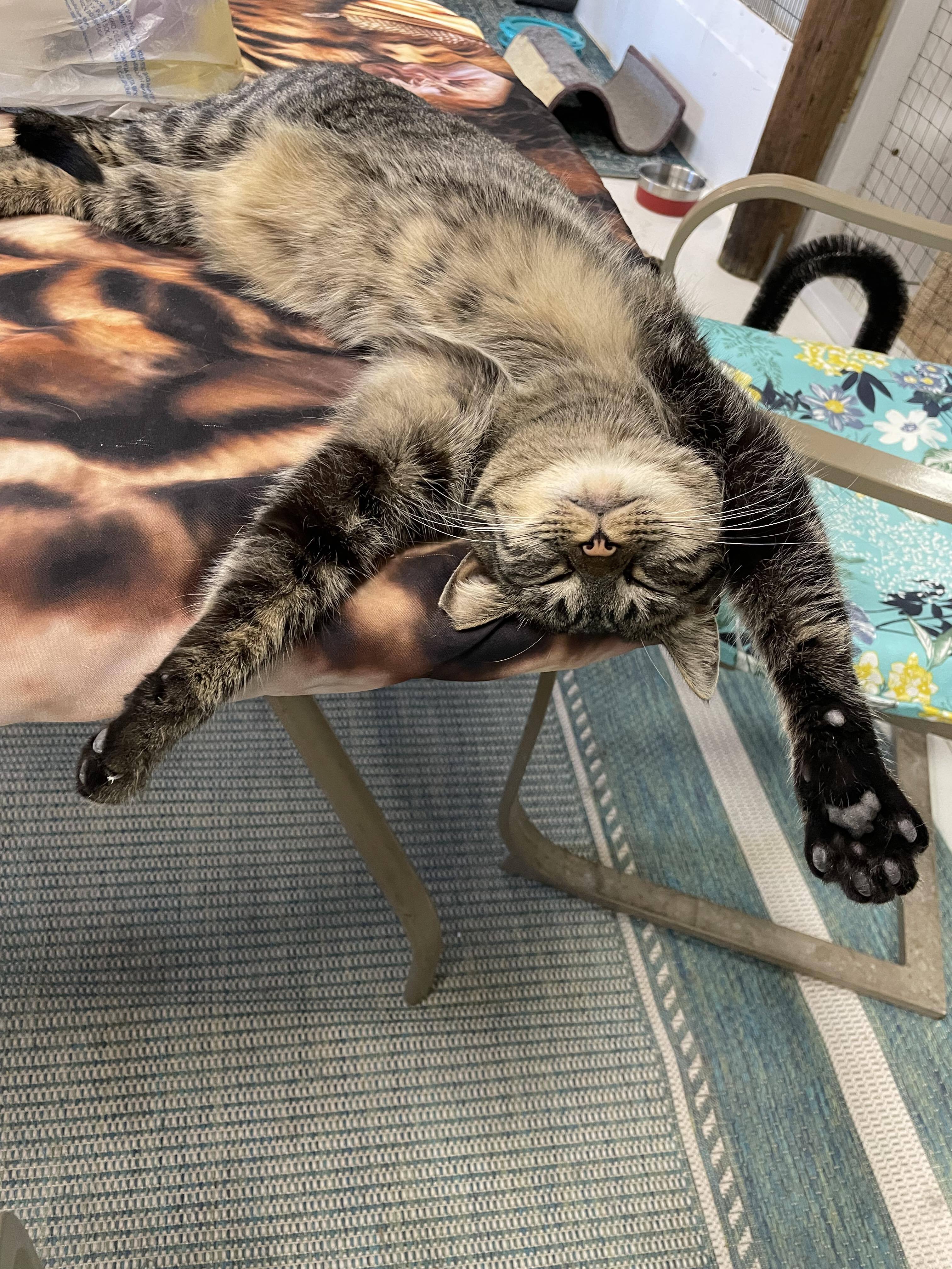 Enlarge Sissy, a Adoptable mixed breed in Las Cruces, NM image 2/3