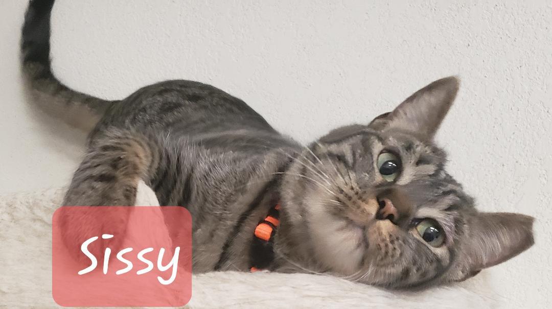 Enlarge Sissy, a Adoptable mixed breed in Las Cruces, NM image 3/3