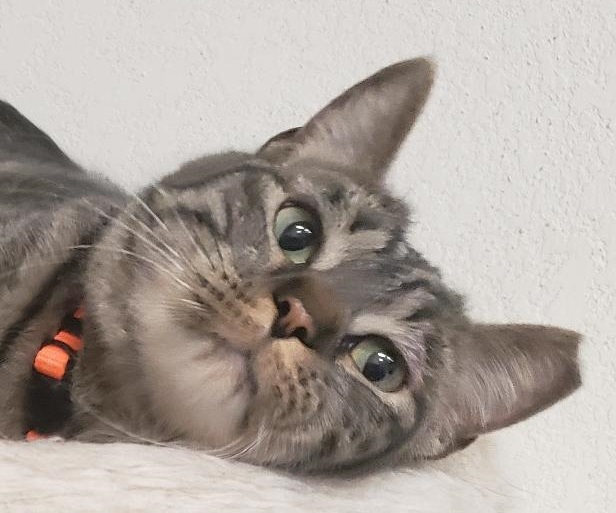 Sissy, Adoptable, Adult Female Tabby & Domestic Short Hair.