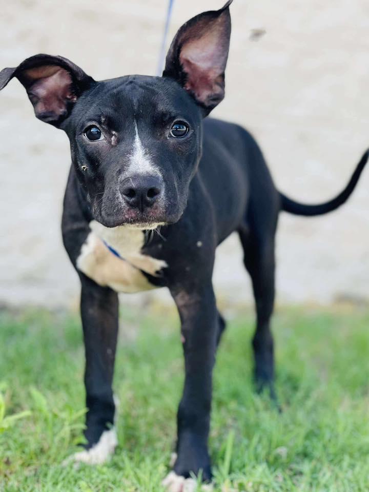 AC#3350 "Roku", Adopted, Young Male Pit Bull Terrier.