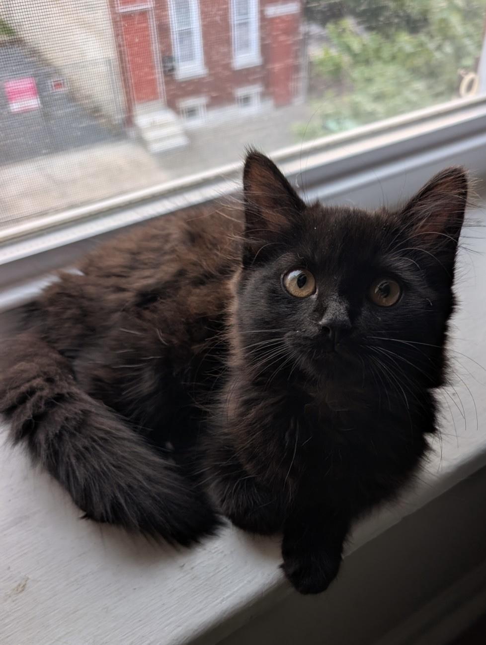 Enlarge Tina Turner, an adoptable Domestic Long Hair in Haddon Heights, NJ image 1/1