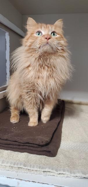 Sunny, an adopted mixed breed in Hutchinson, MN image 4/6