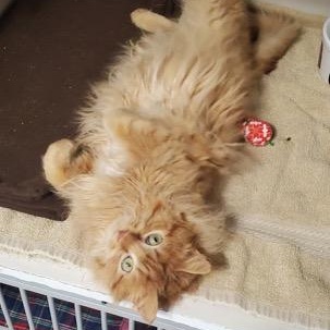 Sunny, an adopted mixed breed in Hutchinson, MN image 6/6