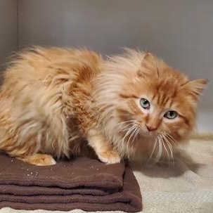 Sunny, an adopted mixed breed in Hutchinson, MN image 5/6