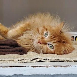 Sunny, an adopted mixed breed in Hutchinson, MN image 3/6