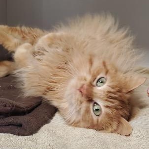 Sunny, an adopted mixed breed in Hutchinson, MN image 2/6