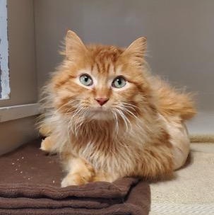 Sunny, an adopted mixed breed in Hutchinson, MN image 1/6