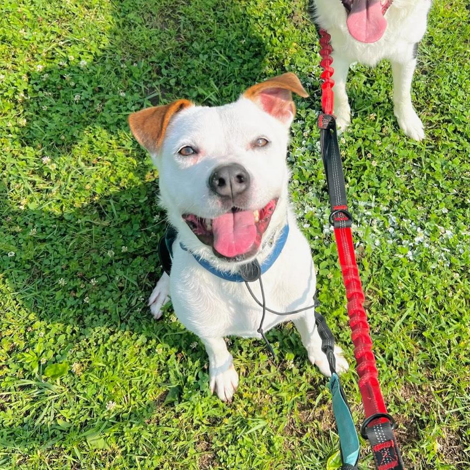 Teddy/Finley*a very generous friend has partially sponsored my adoption fee*, Adoptable, Adult Male Mixed Breed.