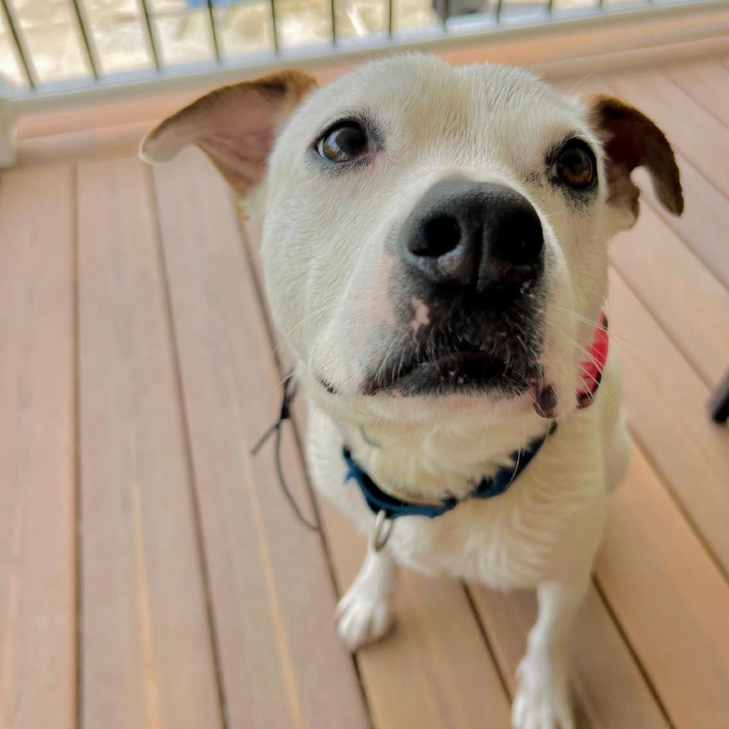 Enlarge Teddy/Finley*a very generous friend has partially sponsored my adoption fee*, a Adoptable Mixed Breed in Wappingers Falls, NY image 2/3