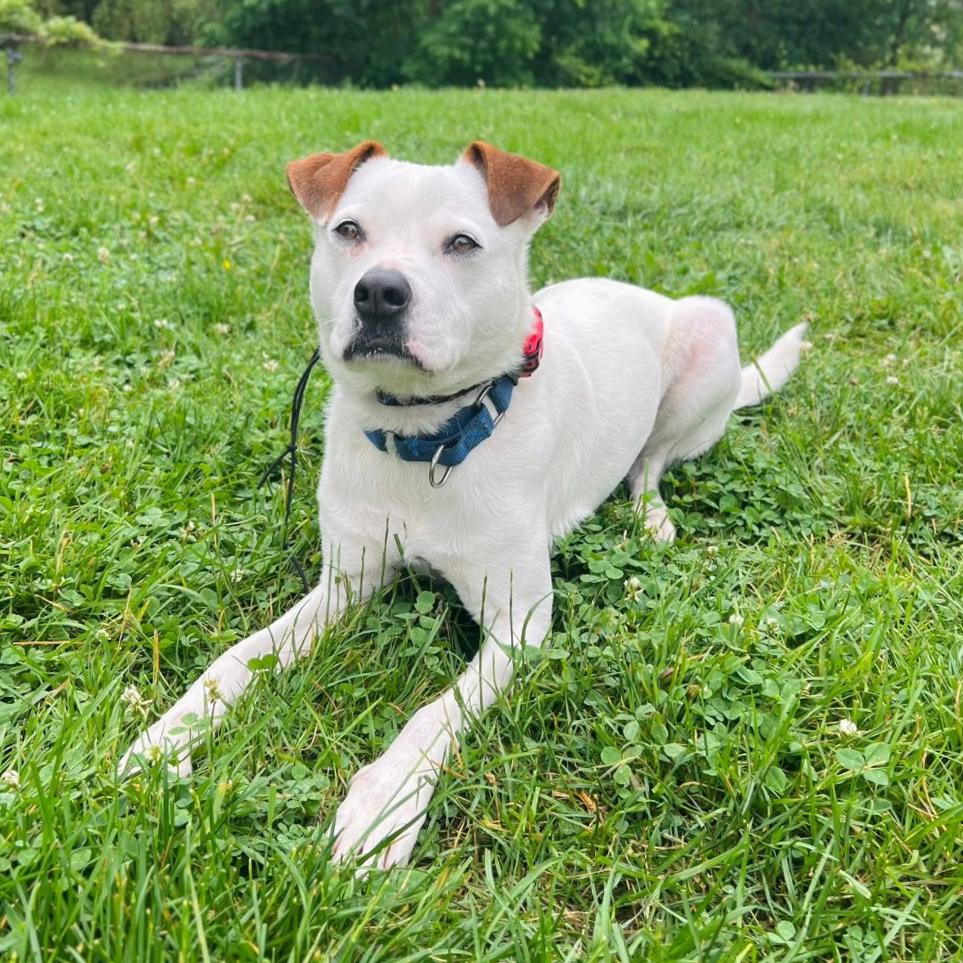Enlarge Teddy/Finley*a very generous friend has partially sponsored my adoption fee*, a Adoptable Mixed Breed in Wappingers Falls, NY image 3/3