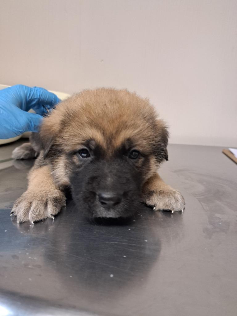 William, Adoptable, Puppy Male German Shepherd Dog & Great Pyrenees.