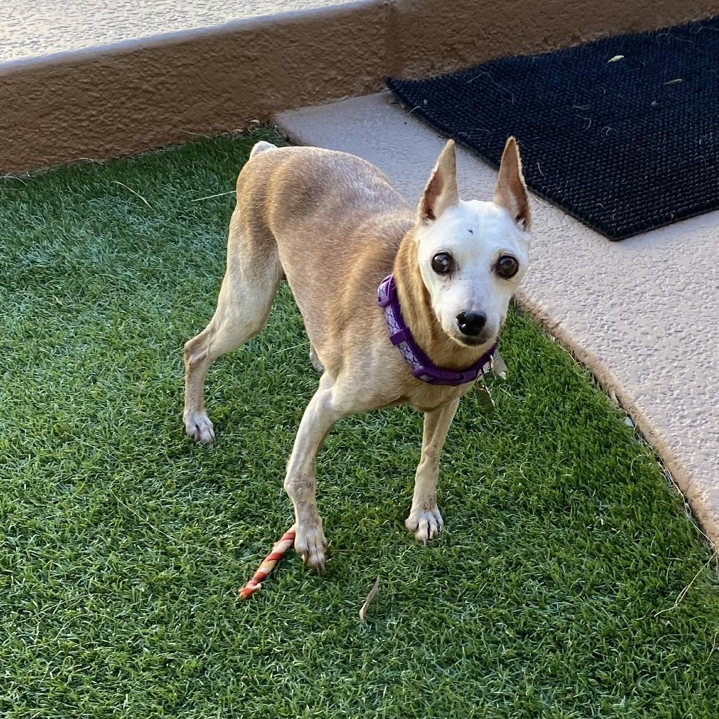 Chloe, Adoptable, Senior Female Miniature Pinscher & Chihuahua.