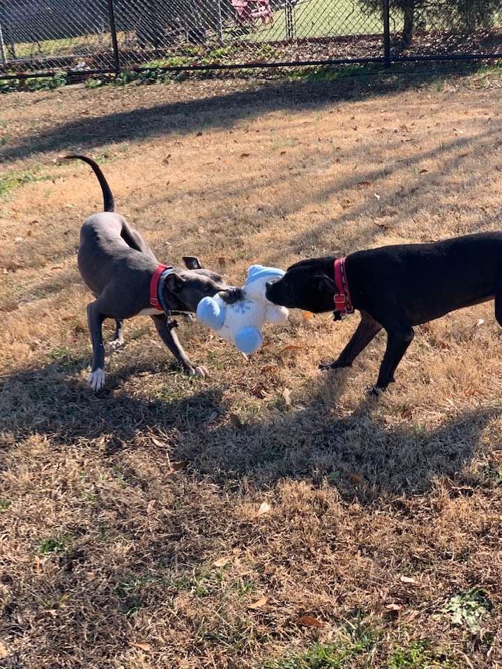 Enlarge Misty , a ADOPTABLE mixed breed in Douglas, MA image 2/6