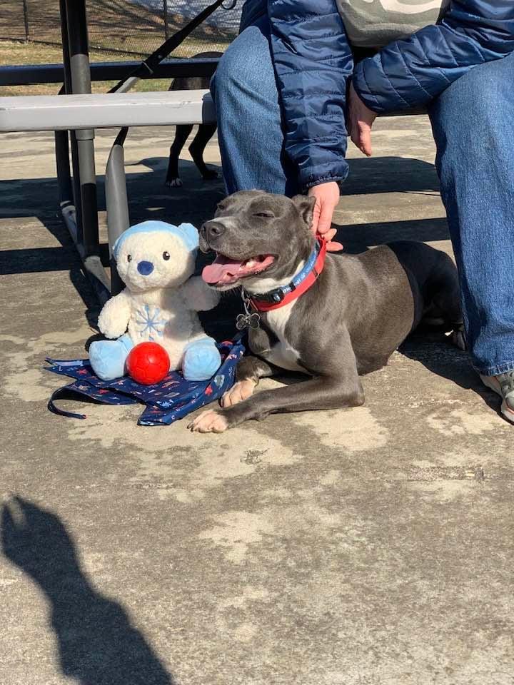 Enlarge Misty , a ADOPTABLE mixed breed in Douglas, MA image 3/6