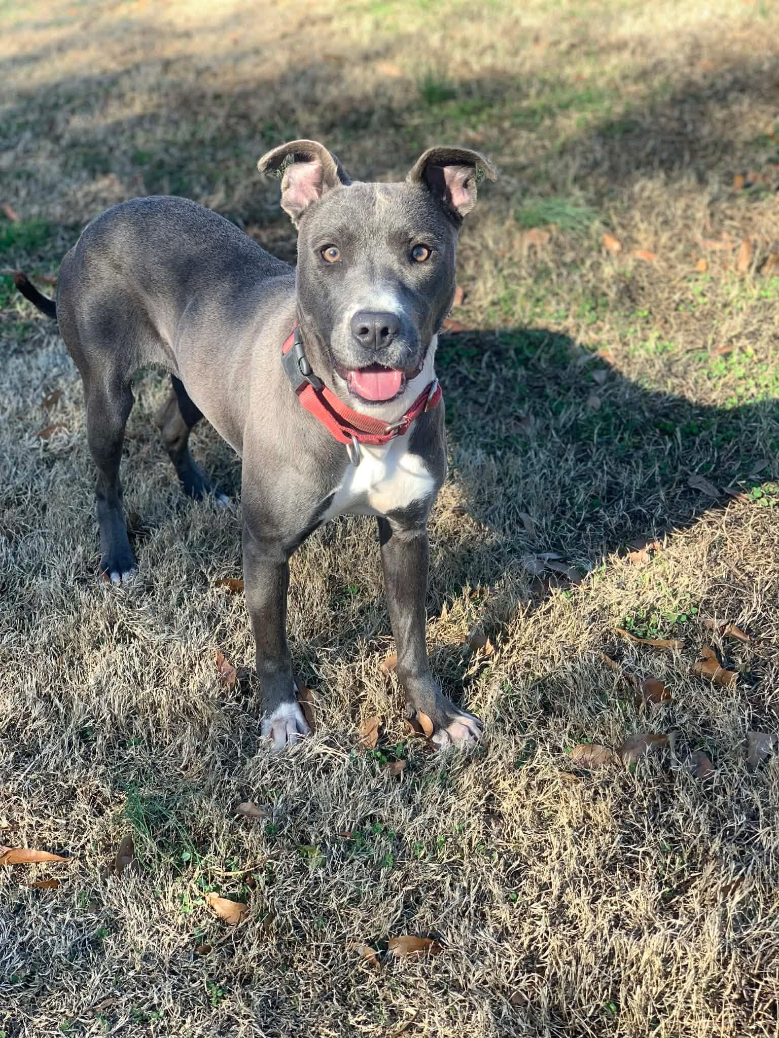 Misty , ADOPTABLE, Adult Female Mixed Breed.