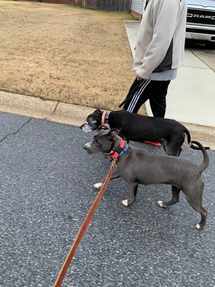 Enlarge Misty , a ADOPTABLE mixed breed in Douglas, MA image 6/6