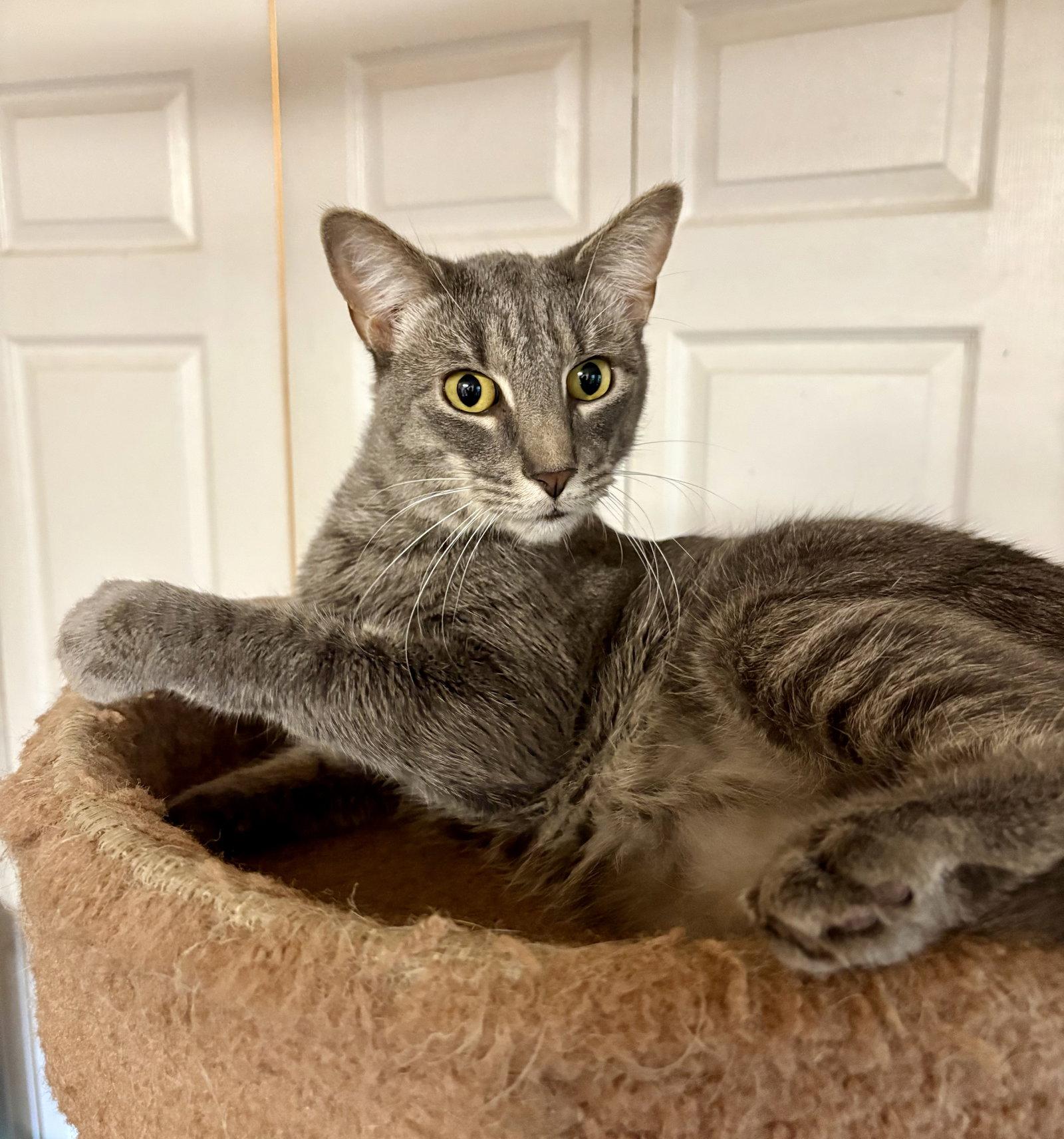 Poppers, Adopted, Young Male Domestic Short Hair.