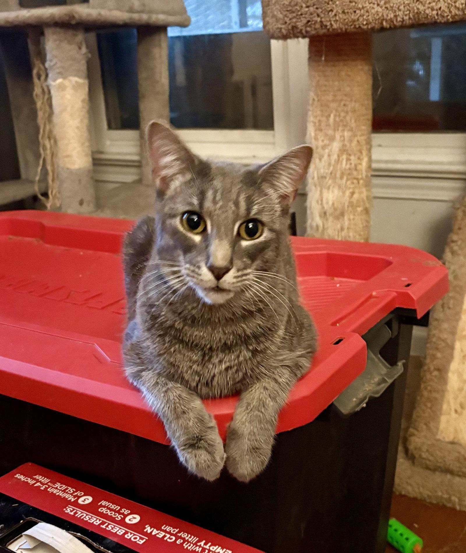 Enlarge Poppers, a Adopted Domestic Short Hair in Camden, SC image 2/3