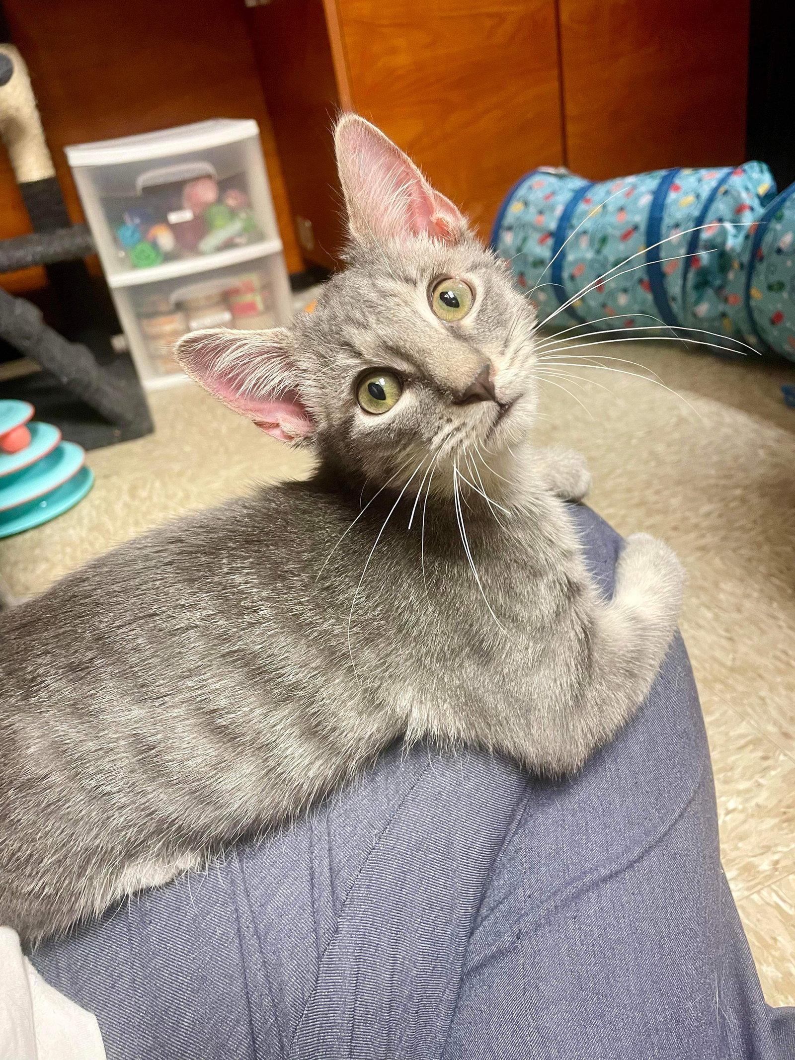 Enlarge Poppers, a Adopted Domestic Short Hair in Camden, SC image 3/3