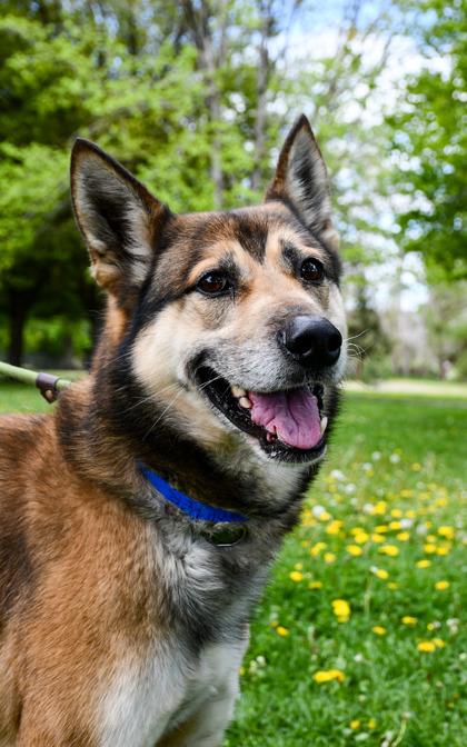 Enlarge Sawyer, a Adoptable mixed breed in Yakima, WA image 1/3