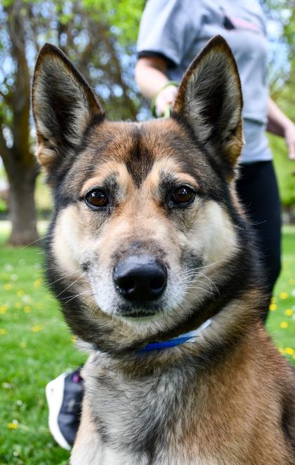 Enlarge Sawyer, a Adoptable mixed breed in Yakima, WA image 2/3