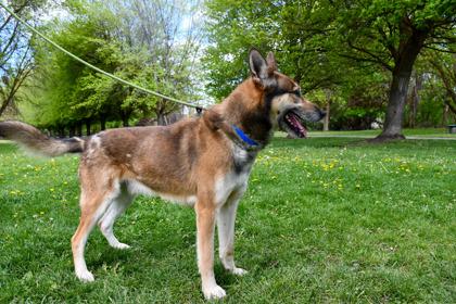 Enlarge Sawyer, a Adoptable mixed breed in Yakima, WA image 3/3