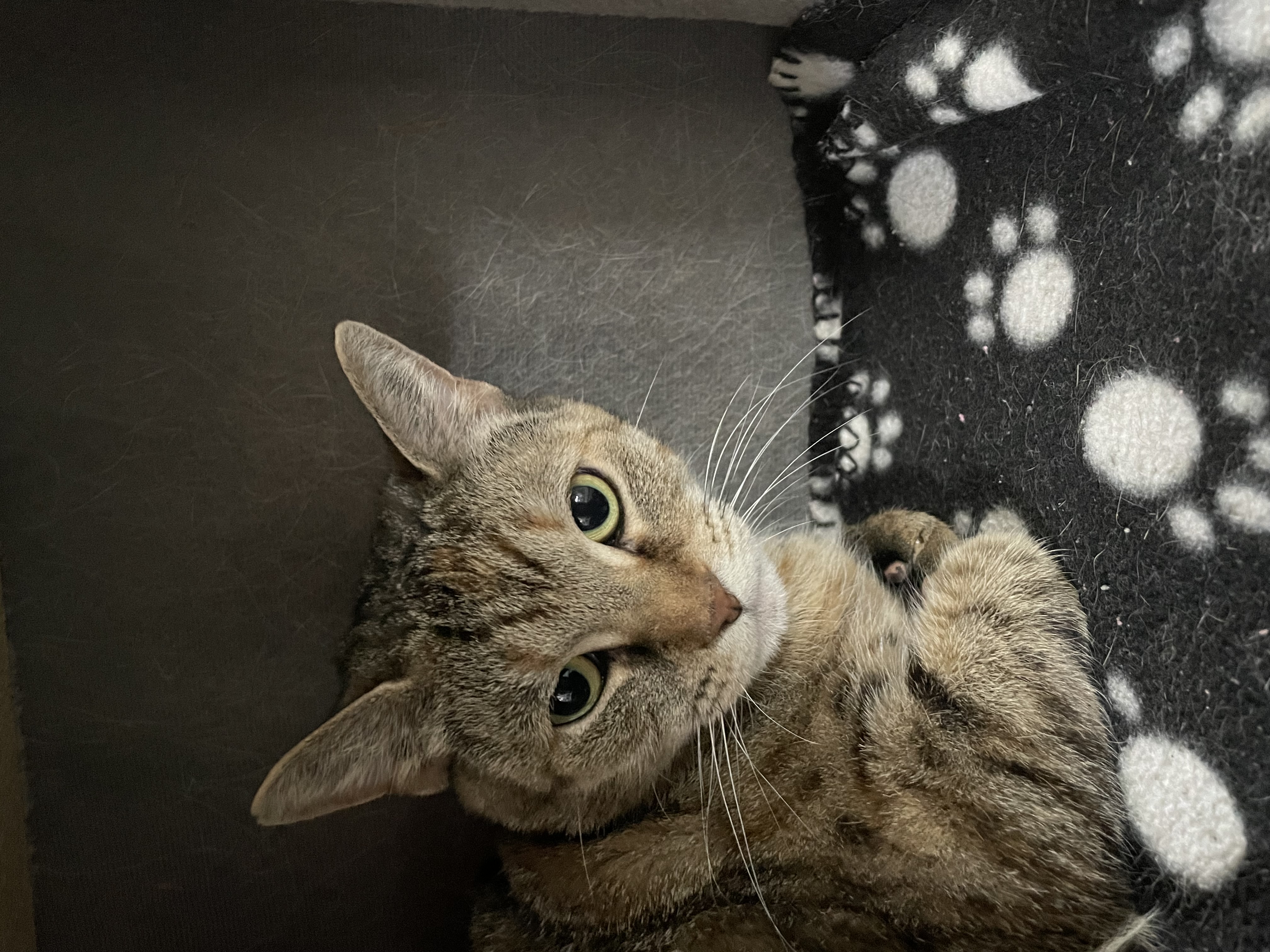 Buttercup, a Adoptable Domestic Short Hair in Wilder, KY image 2/3