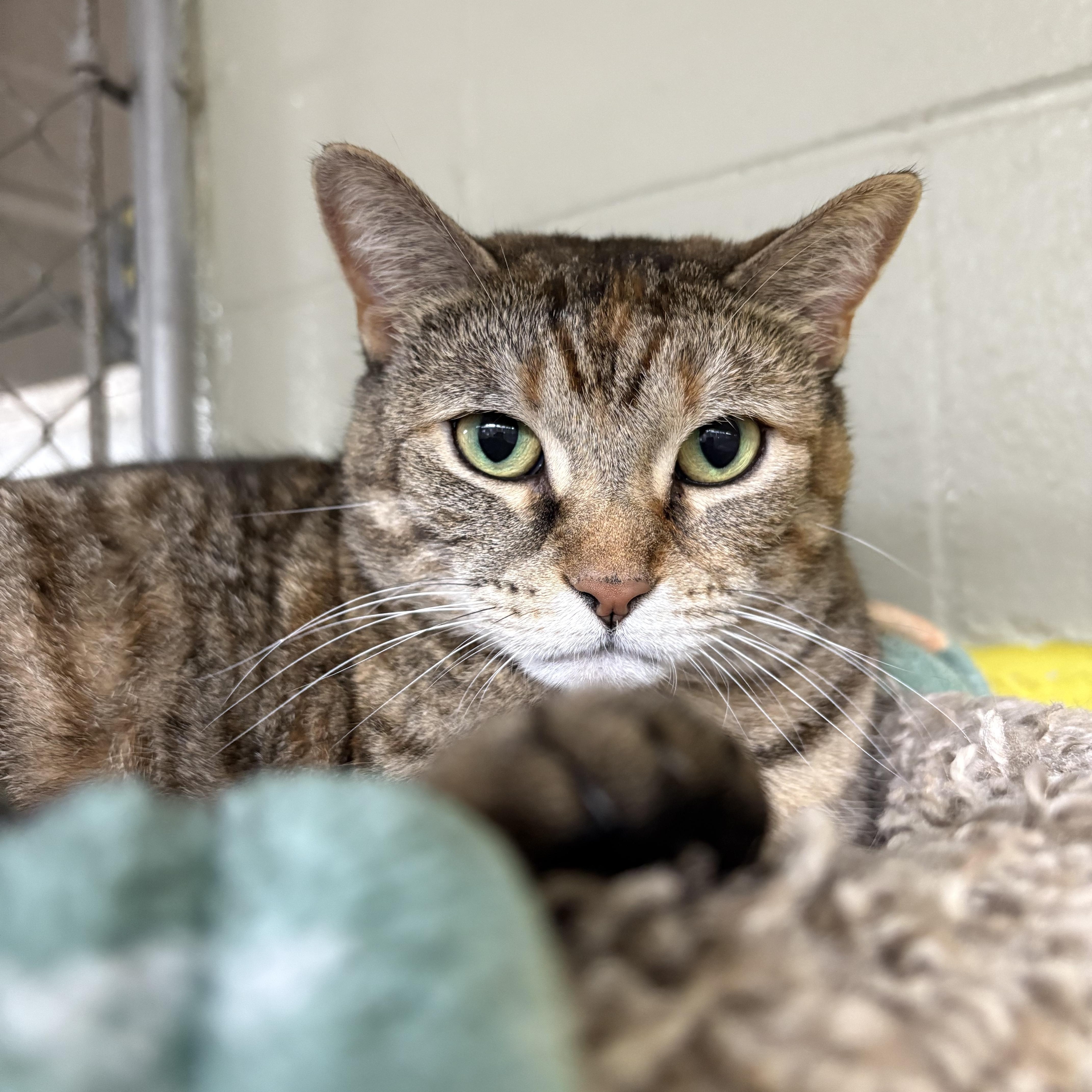 Buttercup, a Adoptable Domestic Short Hair in Wilder, KY image 1/3