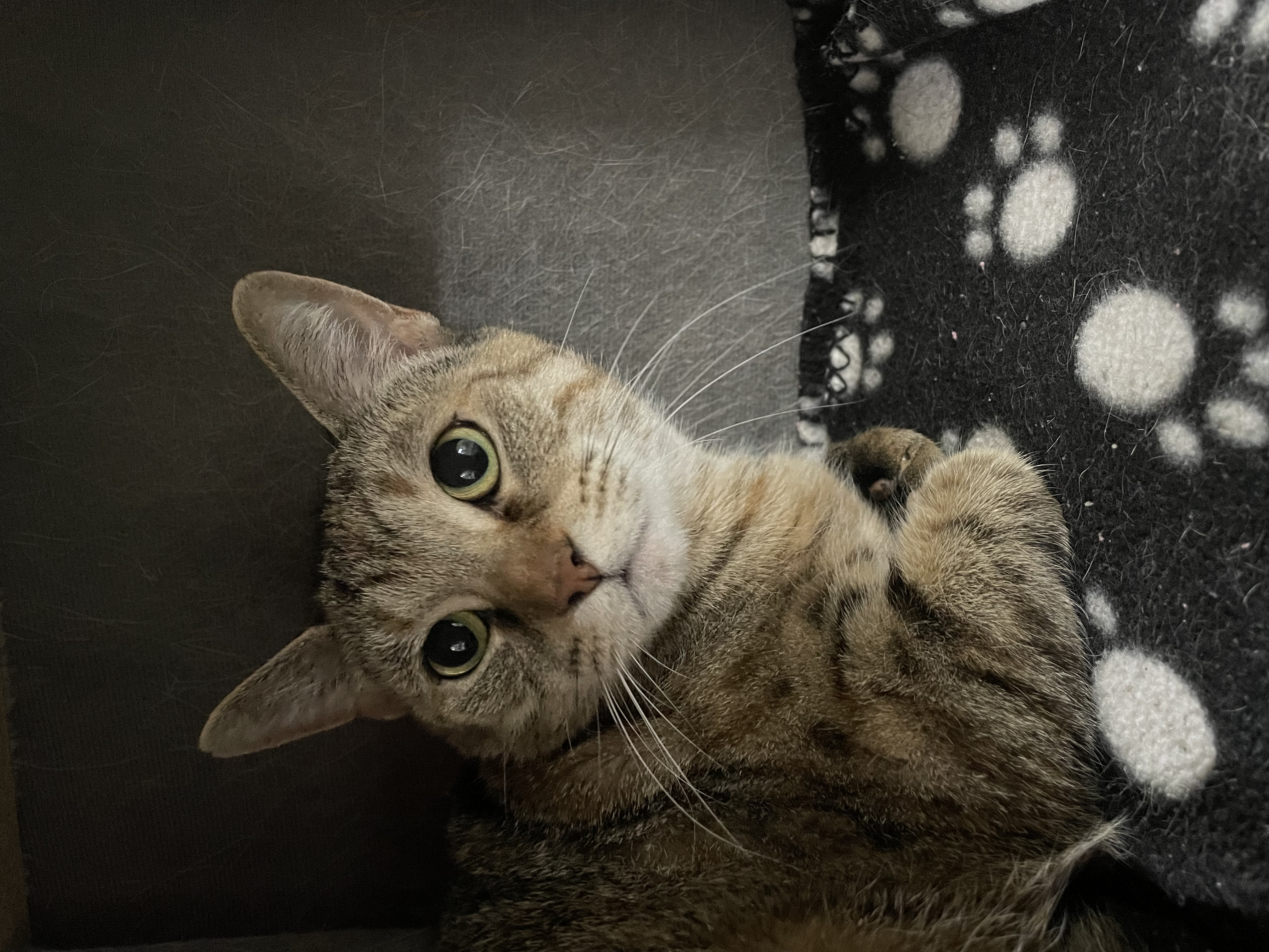 Buttercup, a Adoptable Domestic Short Hair in Wilder, KY image 3/3