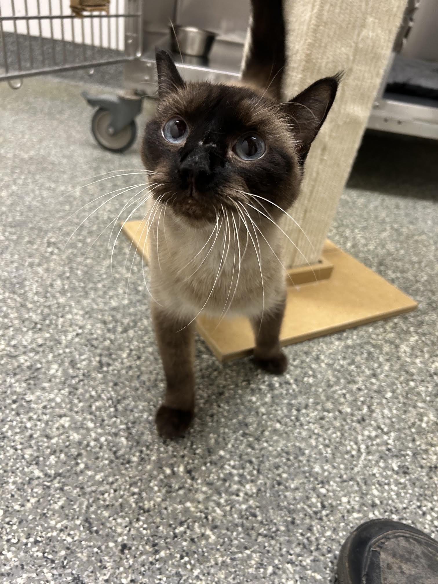 Steve, Adoptable, Senior Male Domestic Short Hair.