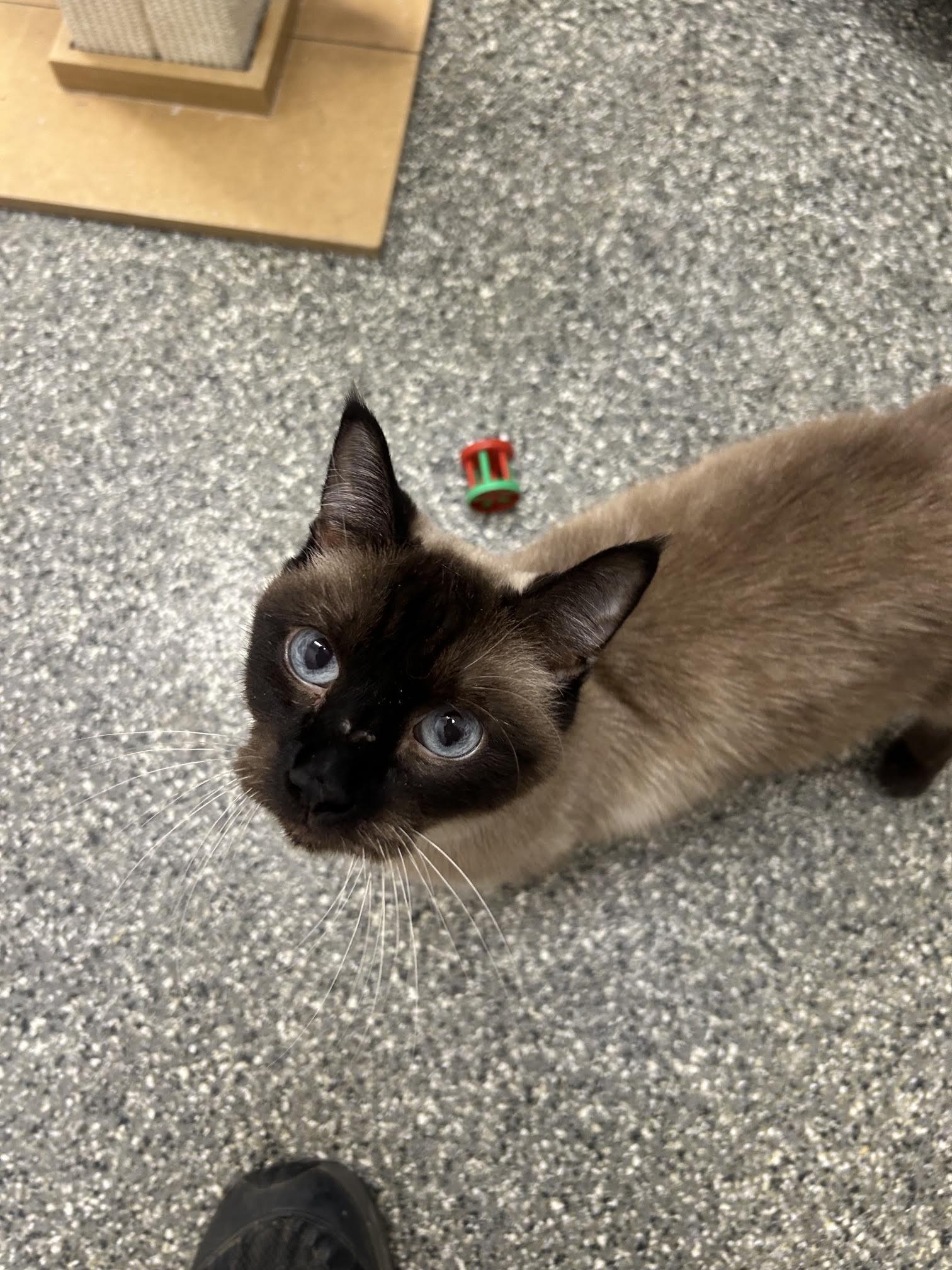 Enlarge Steve, a Adoptable Domestic Short Hair in Homer, AK image 2/2
