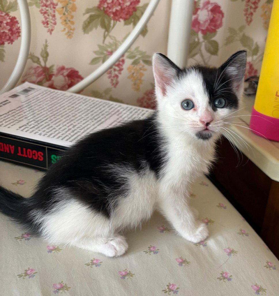 Enlarge Jefferson, a Adoptable Domestic Short Hair in Sayreville, NJ image 2/2