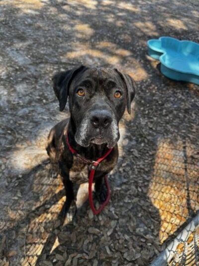 BUNNY, Adoptable, Adult Female Cane Corso.