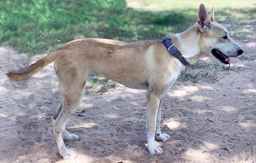 Snow, an adoptable White German Shepherd, Siberian Husky in Hermantown, MN, 55811 | Photo Image 3