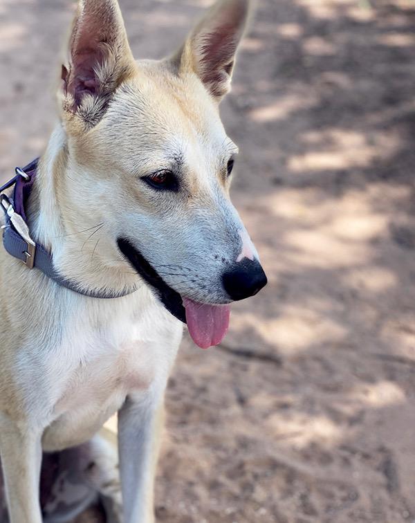 Snow, an adoptable White German Shepherd, Siberian Husky in Hermantown, MN, 55811 | Photo Image 2