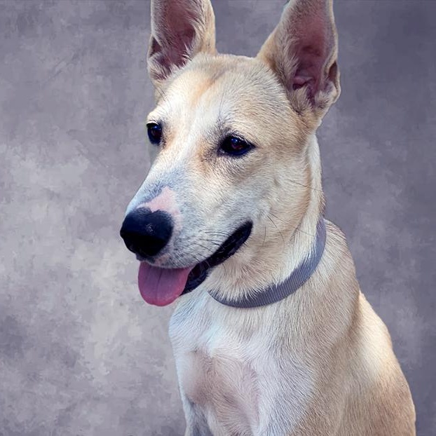 Snow, an adoptable White German Shepherd, Siberian Husky in Hermantown, MN, 55811 | Photo Image 6