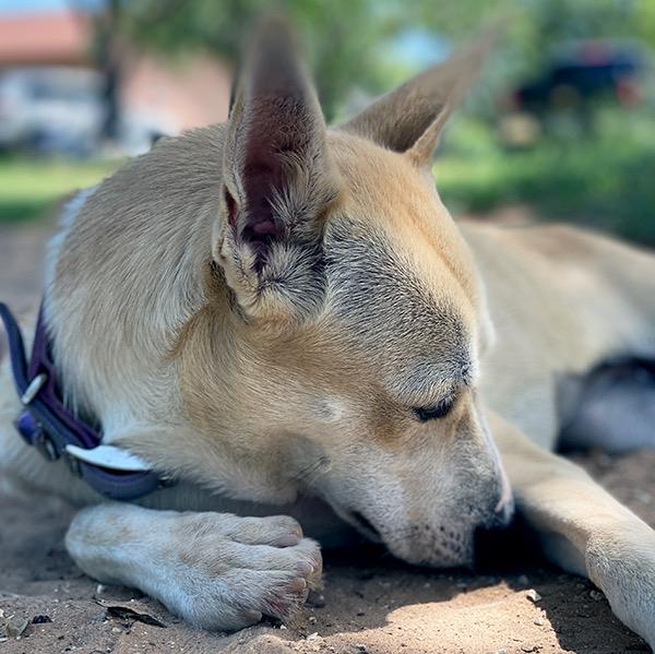Snow, an adoptable White German Shepherd, Siberian Husky in Hermantown, MN, 55811 | Photo Image 4