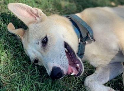 Snow, an adoptable White German Shepherd, Siberian Husky in Hermantown, MN, 55811 | Photo Image 1