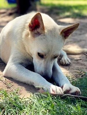 Snow, an adoptable White German Shepherd, Siberian Husky in Hermantown, MN, 55811 | Photo Image 5