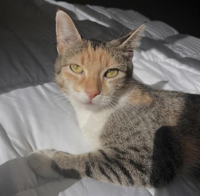 SANDY, Adoptable, Adult Female Domestic Short Hair.