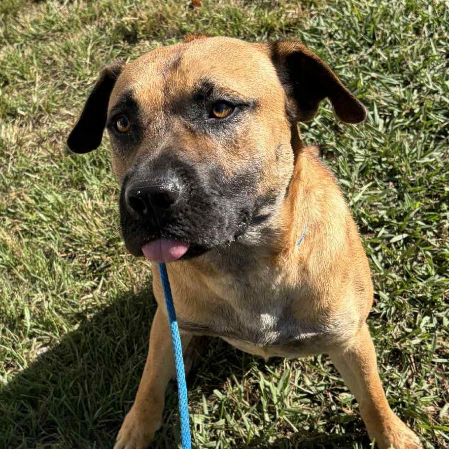 Lurch, a Adoptable mixed breed in Colorado Springs, CO image 2/6