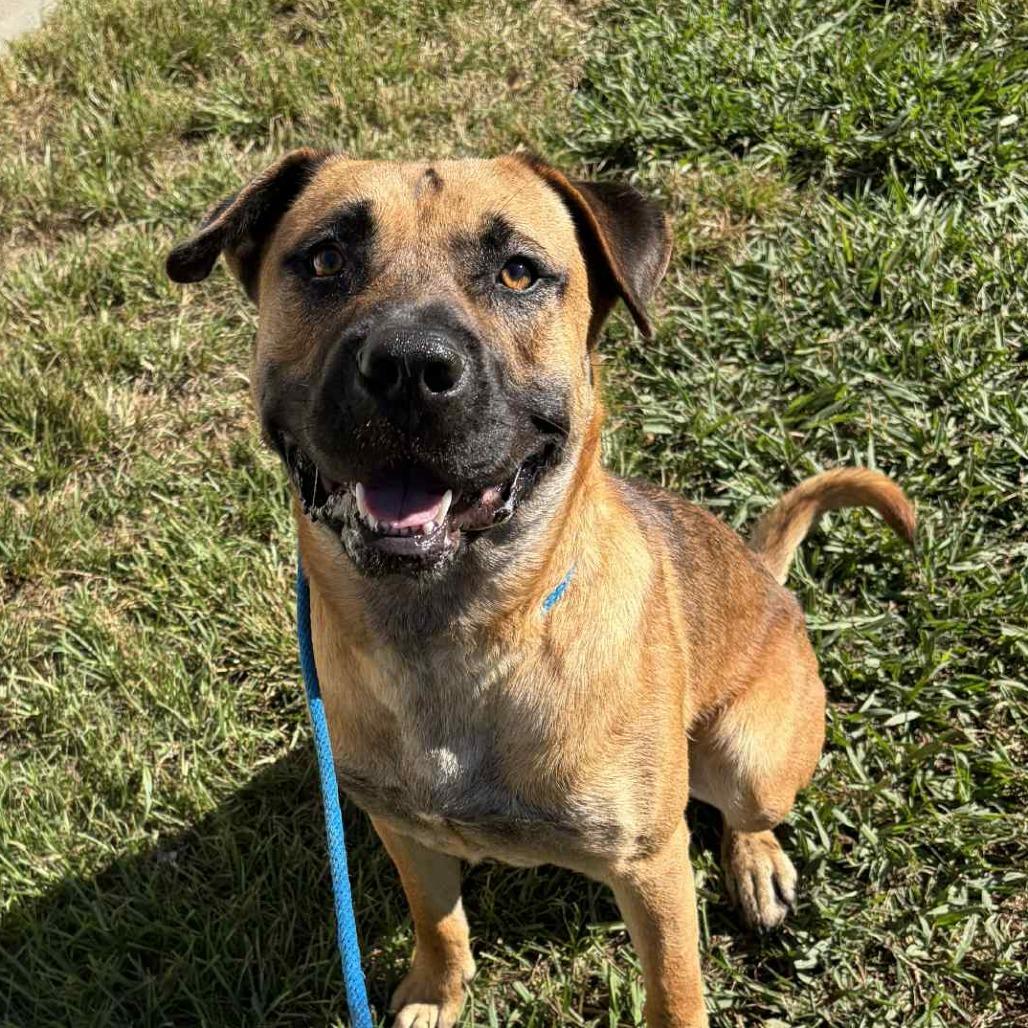 Lurch, a Adoptable mixed breed in Colorado Springs, CO image 5/6