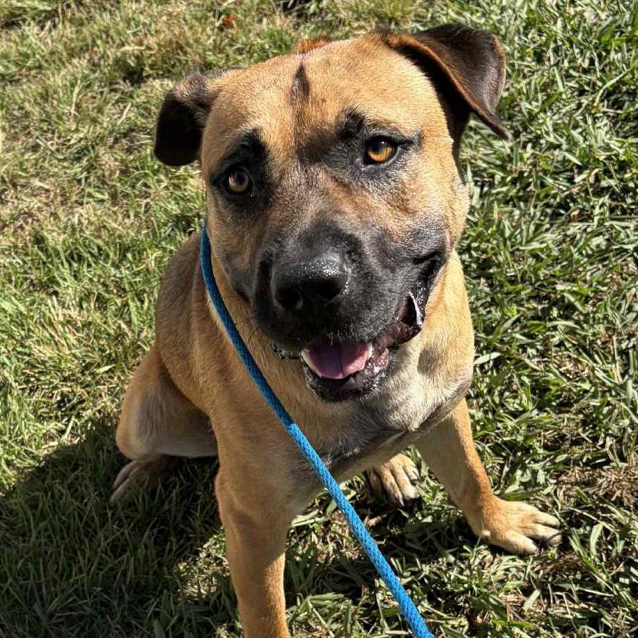 Lurch, a Adoptable mixed breed in Colorado Springs, CO image 6/6
