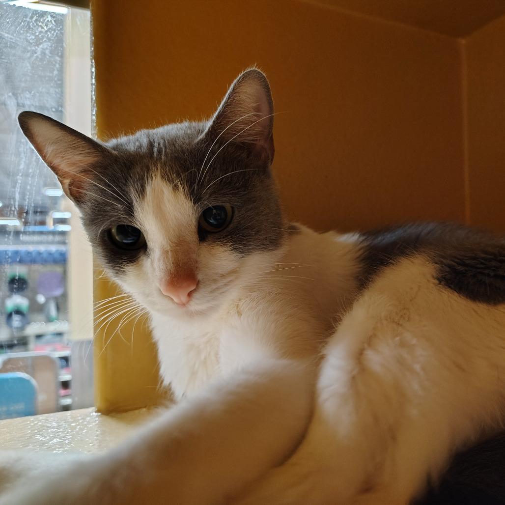 Enlarge Wanda, a Adoptable Domestic Short Hair in Yucaipa, CA image 1/1