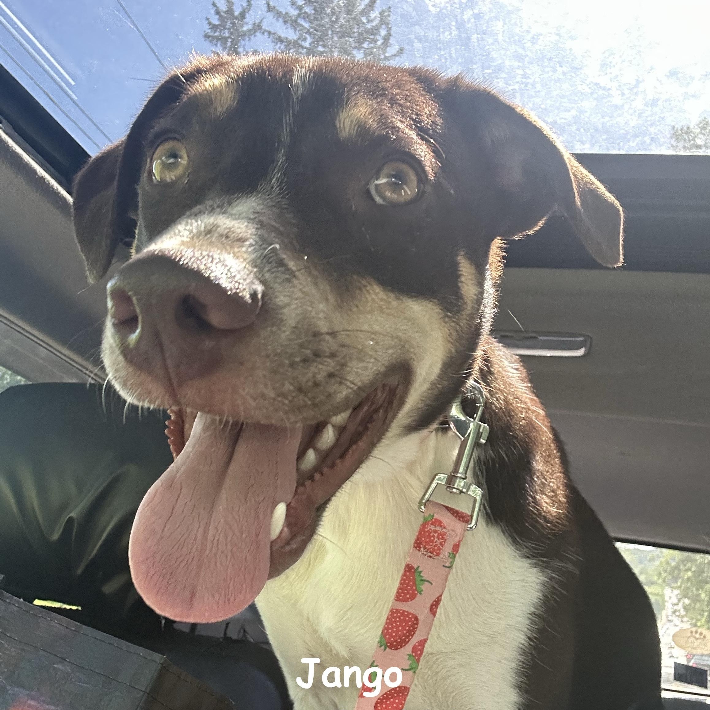 Jango, Adoptable, Young Male Labrador Retriever & Pit Bull Terrier.