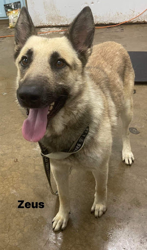 Zeus - save 2 lives by rescuing! , a Adopted German Shepherd Dog in Lancaster, KY image 1/4