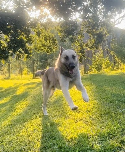 Zeus - save 2 lives by rescuing! , a Adopted German Shepherd Dog in Lancaster, KY image 2/4