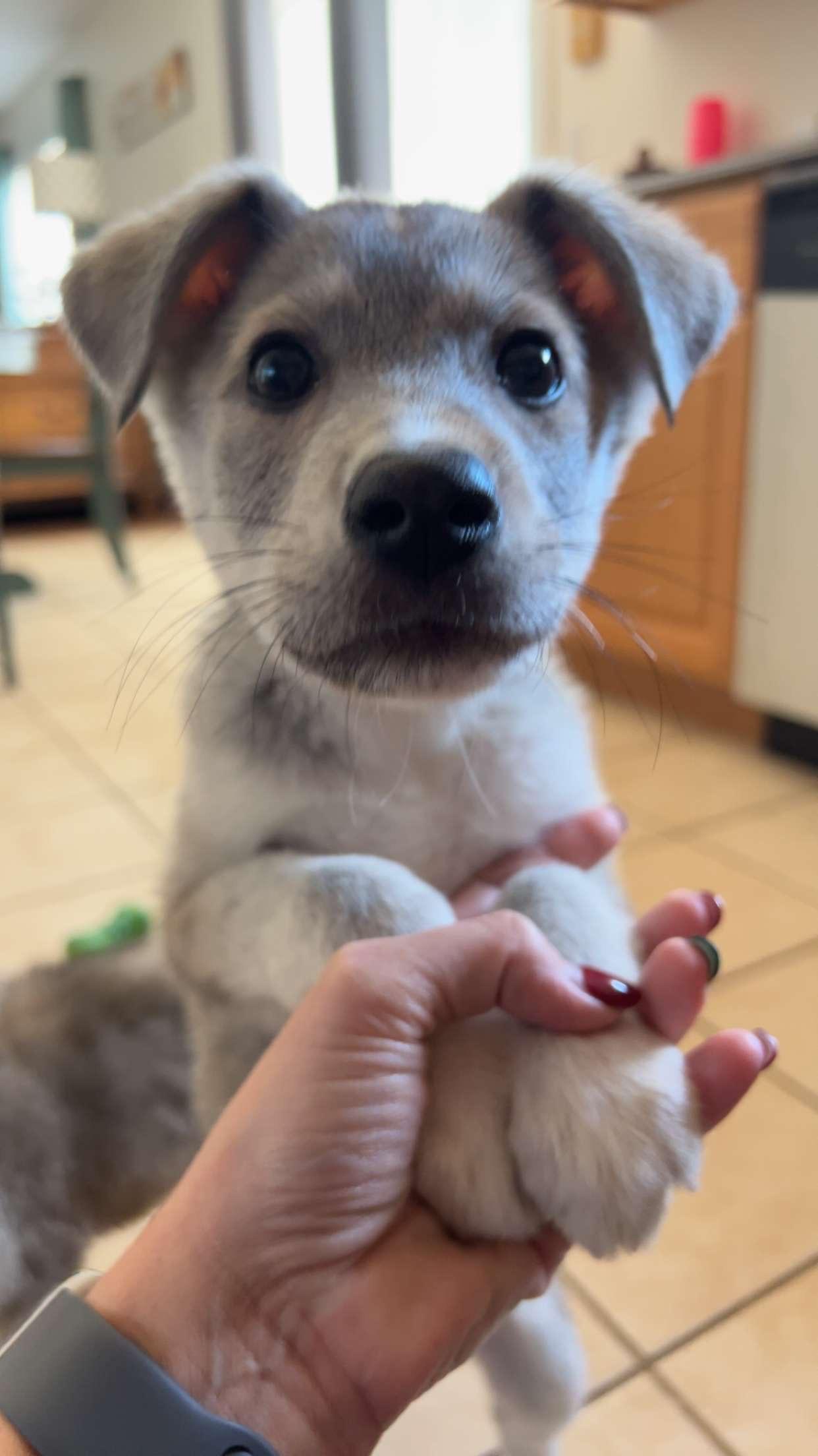 Kiwi, adopted, Puppy Female Great Pyrenees.