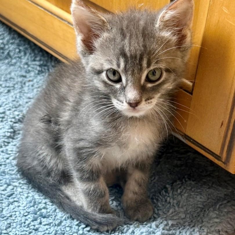 Cory Grey Brasuell, Adoptable, Kitten Male Domestic Short Hair & Tabby.